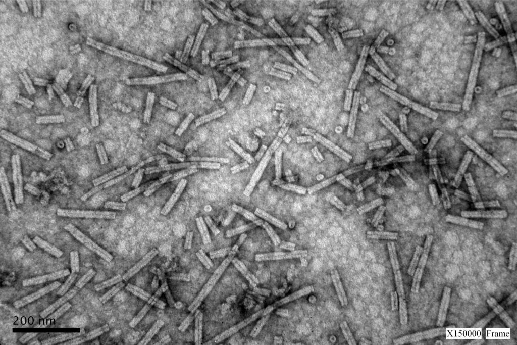 Purificación tobamovirus, Odontoglossum ring spot virus