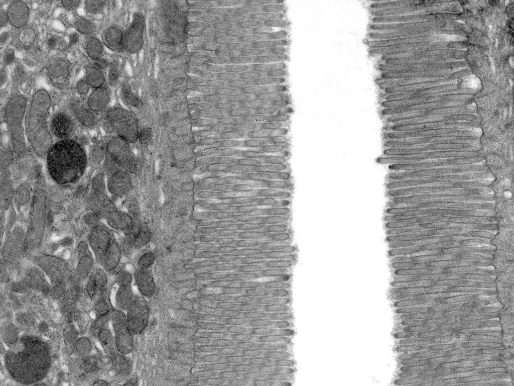 microvellosidades del epitelio intestinal de ratón