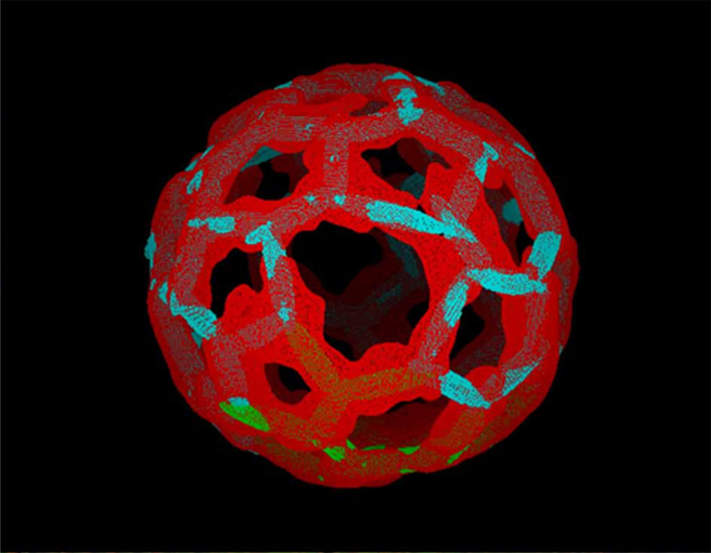 Reconstrucción en 3-D a partir de una tomografía electrónica de una vesícula endocítica post-sináptica